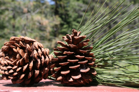 Ponderosa Pine (Pinus ponderosa) 